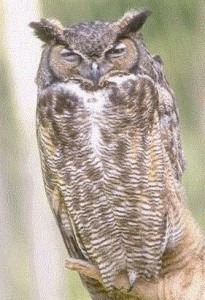 owl